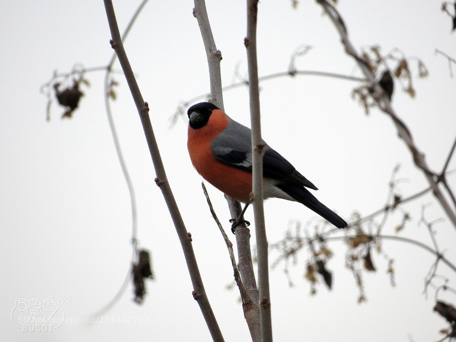 Canon PowerShot SX540 HS sample photo. Eurasian bullfinch (pyrrhula pyrrhula) photography