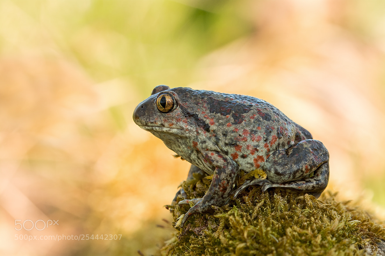Nikon D5200 sample photo. Pelobates fuscus ii photography