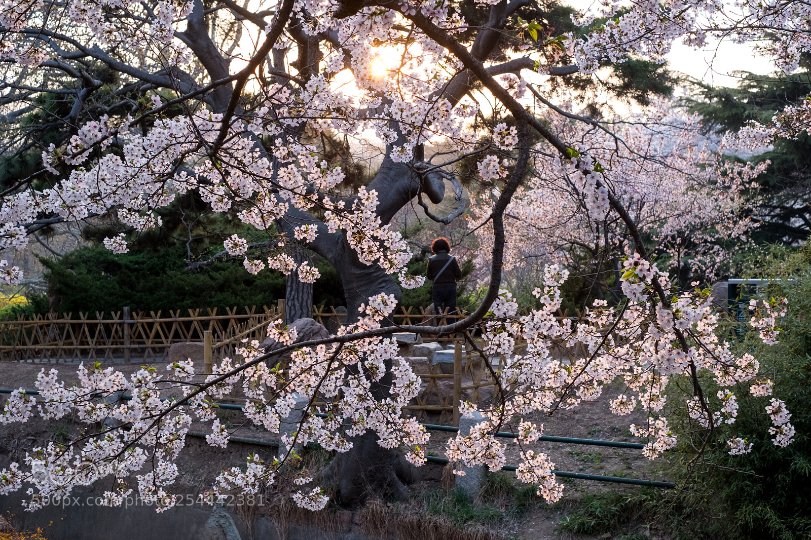 Fujifilm X-T20 sample photo. 青岛樱花季? photography