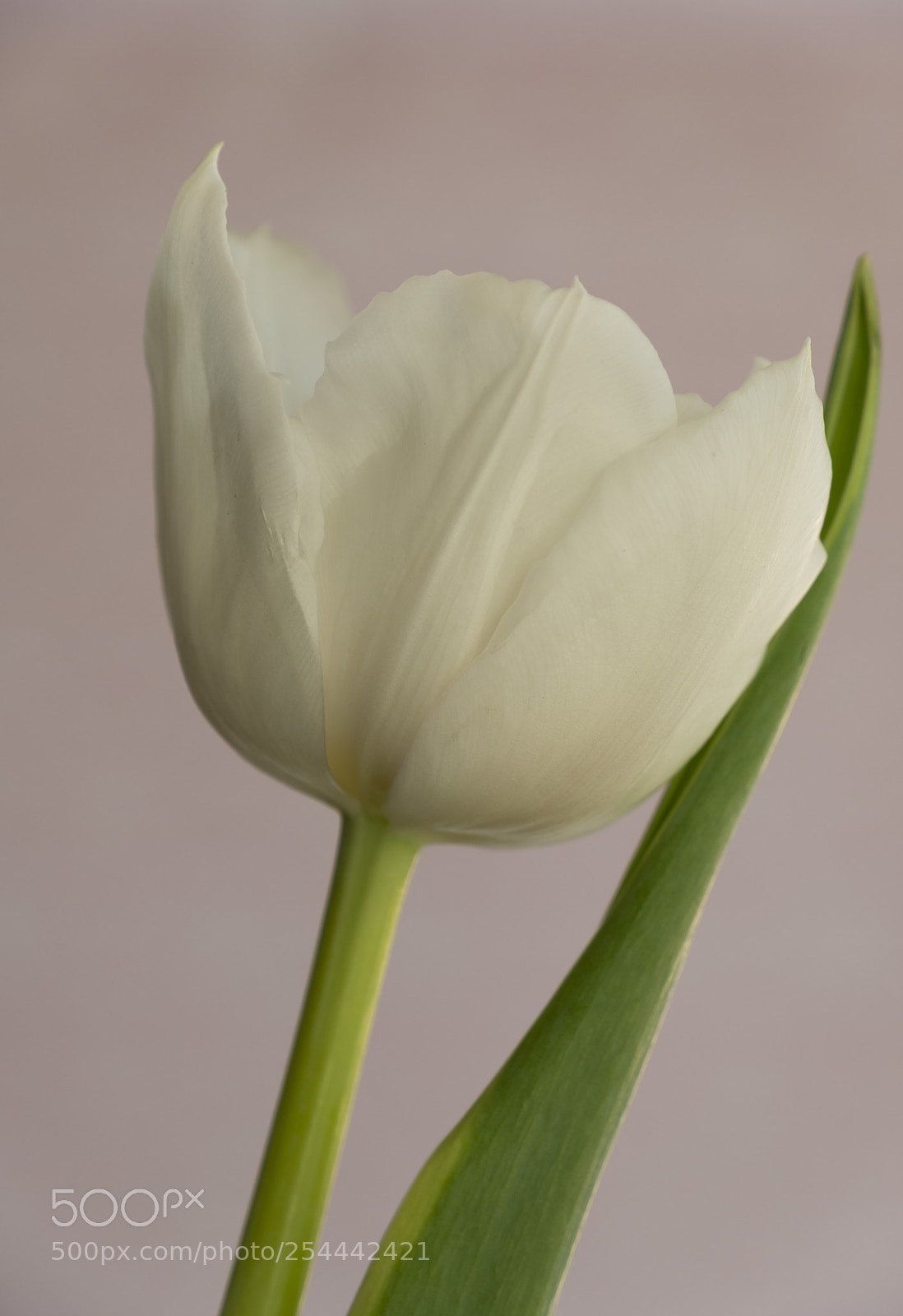 Fujifilm X-T2 sample photo. White tulip. photography