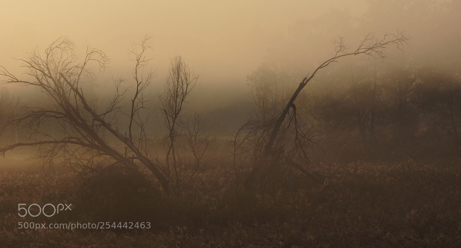 Sony SLT-A77 sample photo. лес в дыму. photography