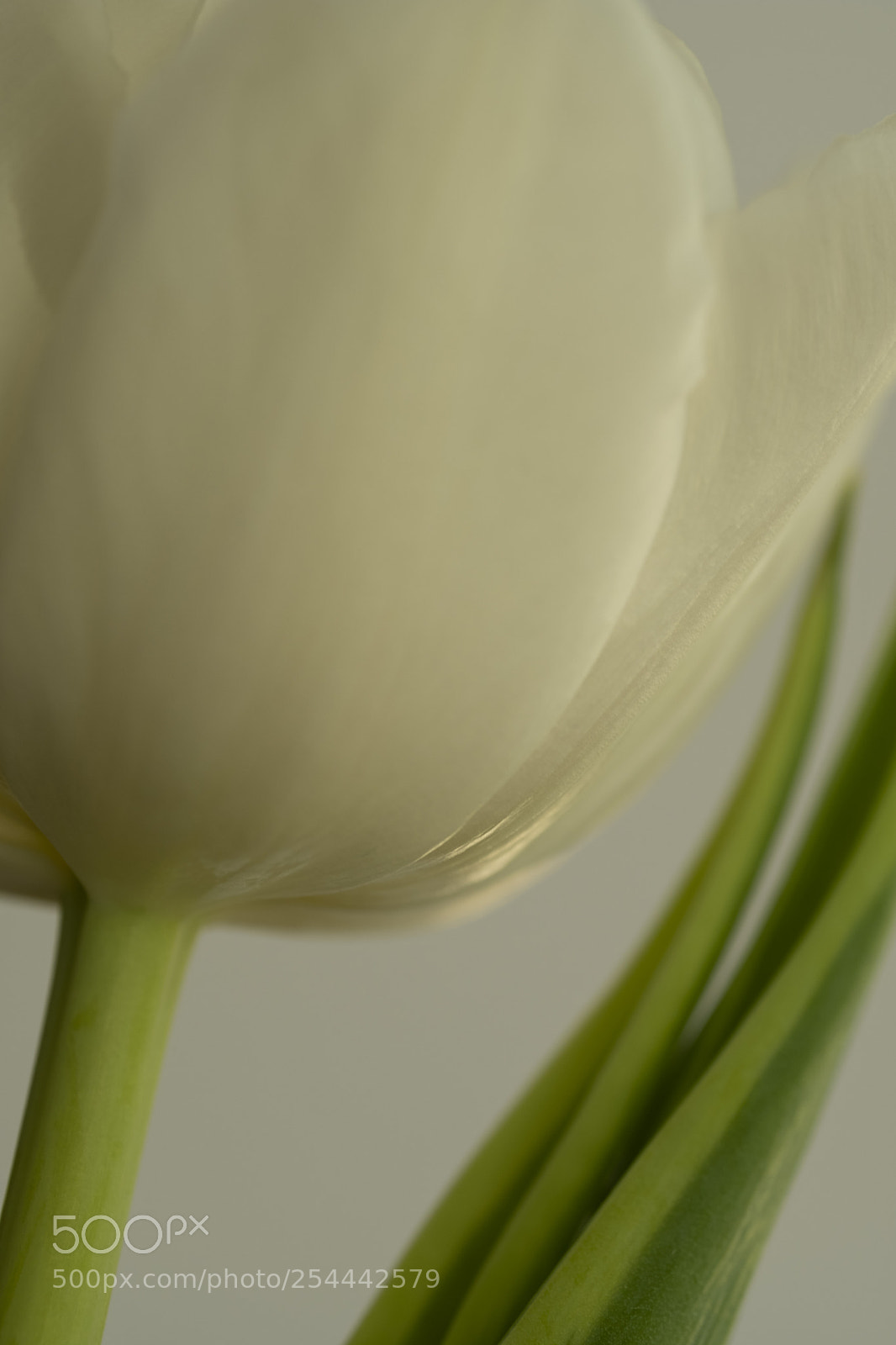 Fujifilm X-T2 sample photo. White tulip. photography
