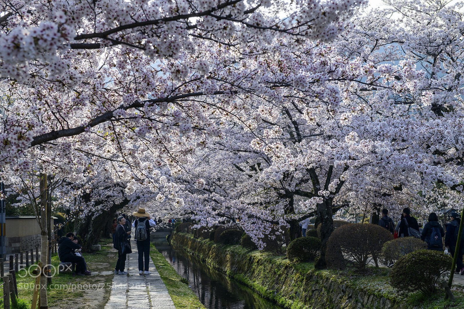 Nikon D850 sample photo. The philosopher's walk (哲学の道) photography