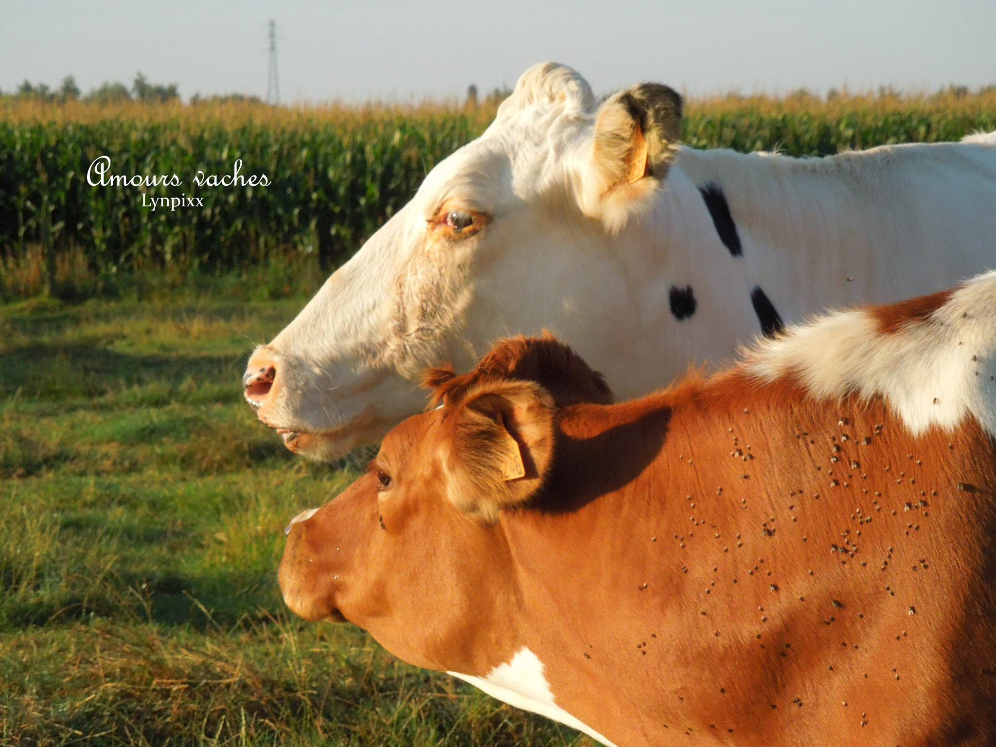 Nikon Coolpix S8200 sample photo. Amours vaches photography