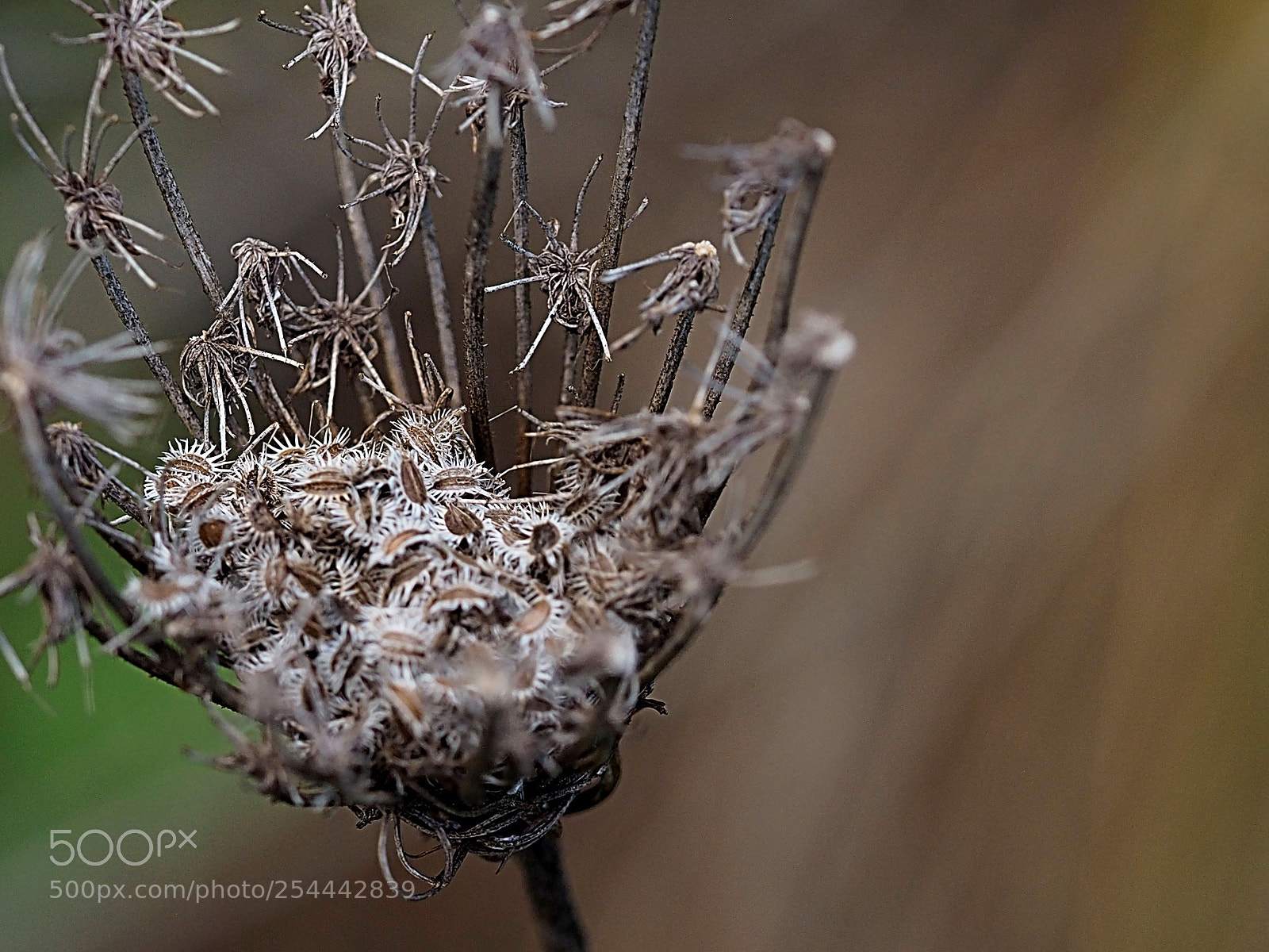 Olympus OM-D E-M10 sample photo. Flor seca silvestre photography