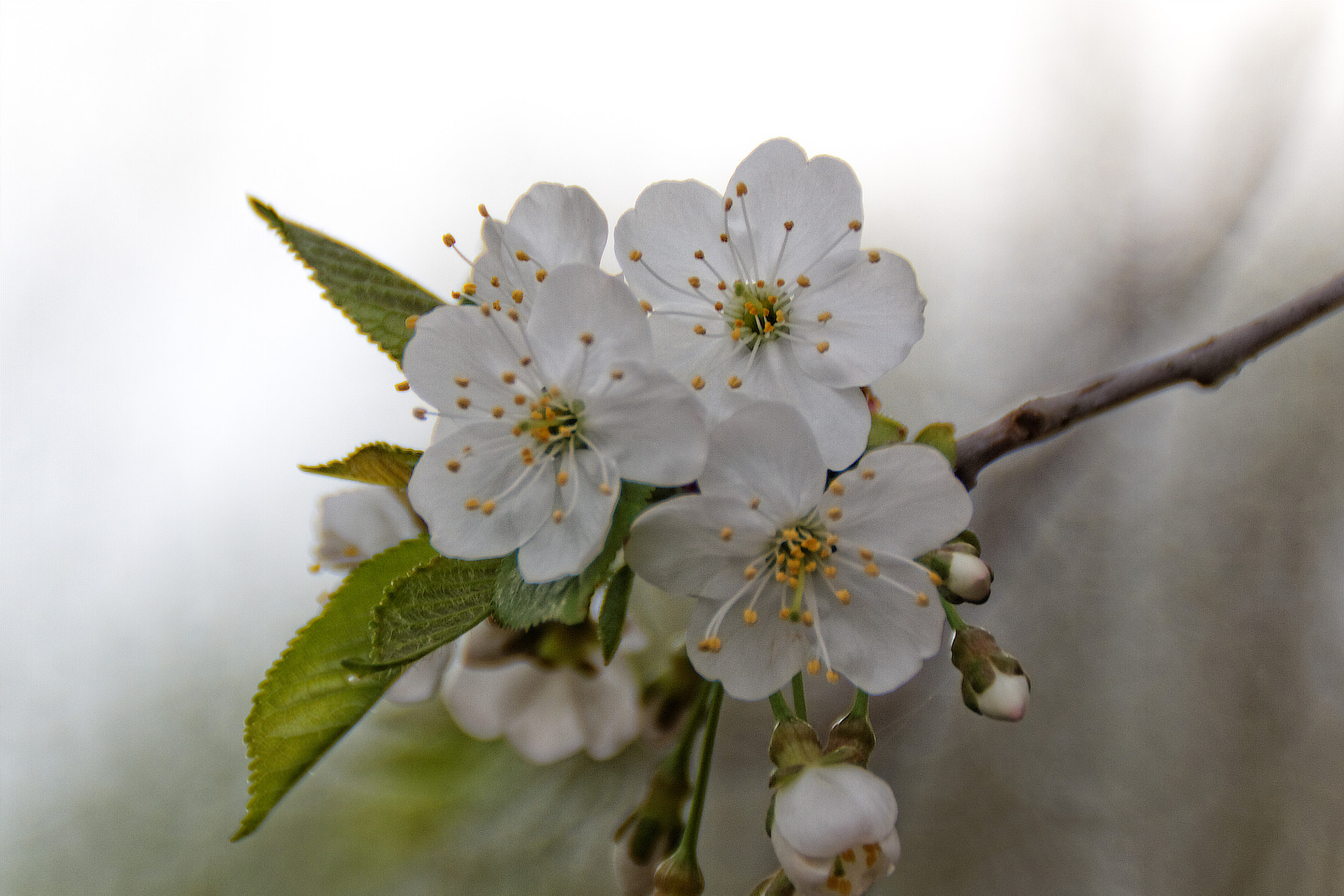 Canon EOS 650D (EOS Rebel T4i / EOS Kiss X6i) sample photo. Cherry blossom photography