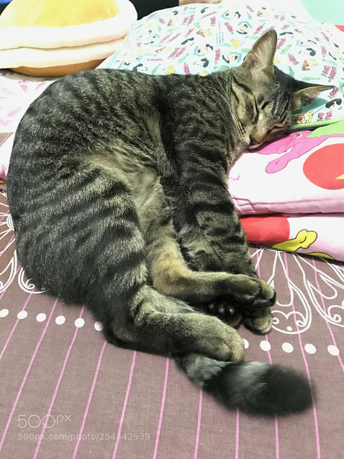 Apple iPhone 7 sample photo. Sleepyhead 
 photography