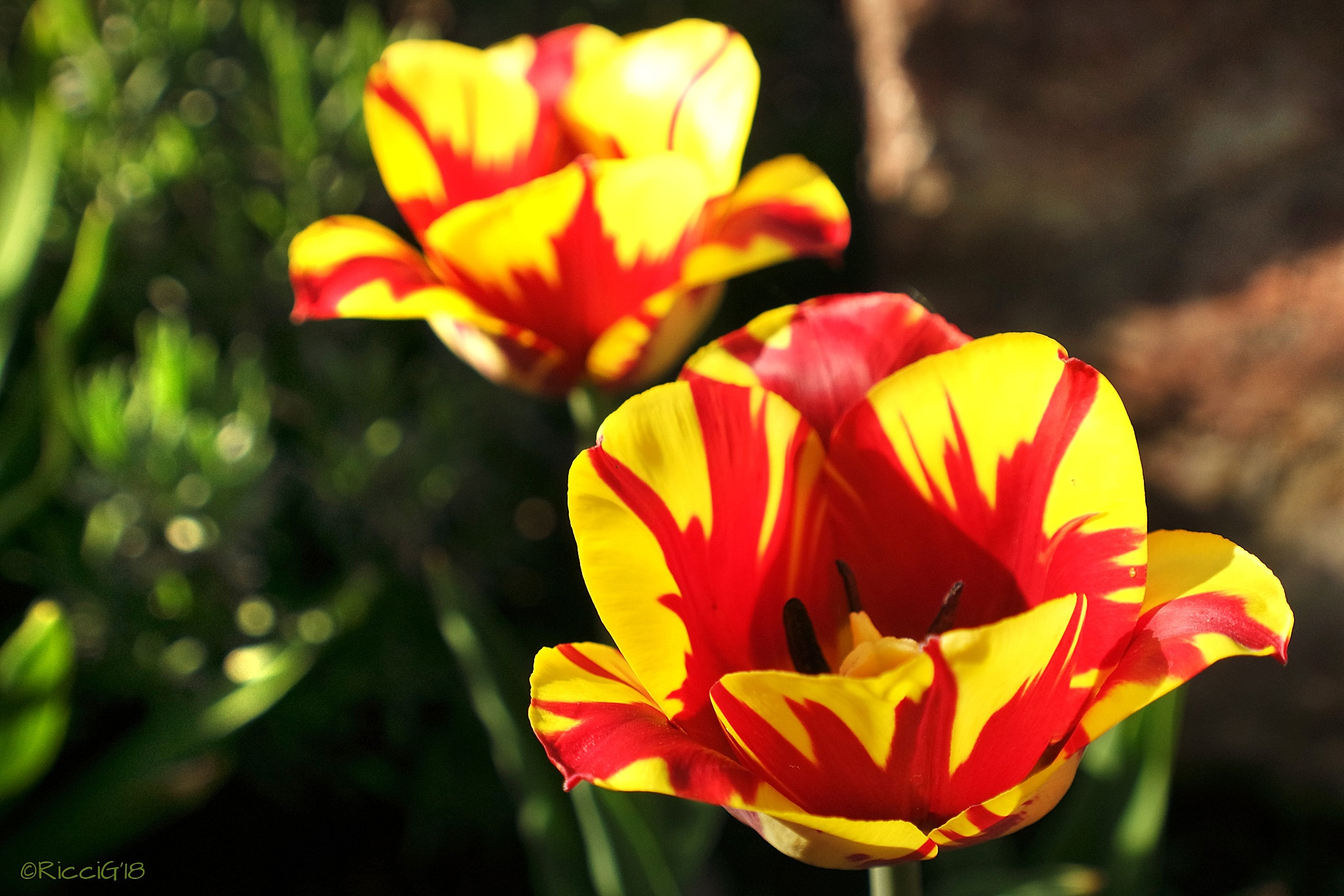 Samsung NX3300 sample photo. Tulips photography