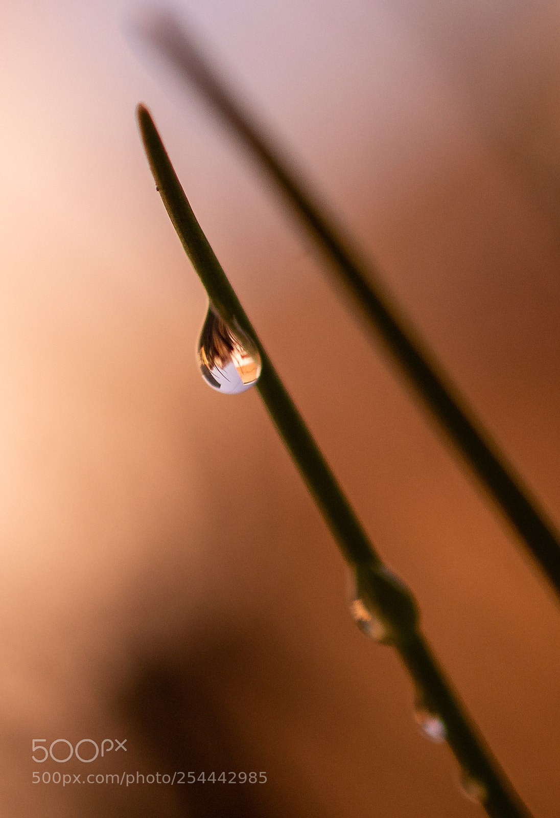 Nikon D7200 sample photo. La goutte photography