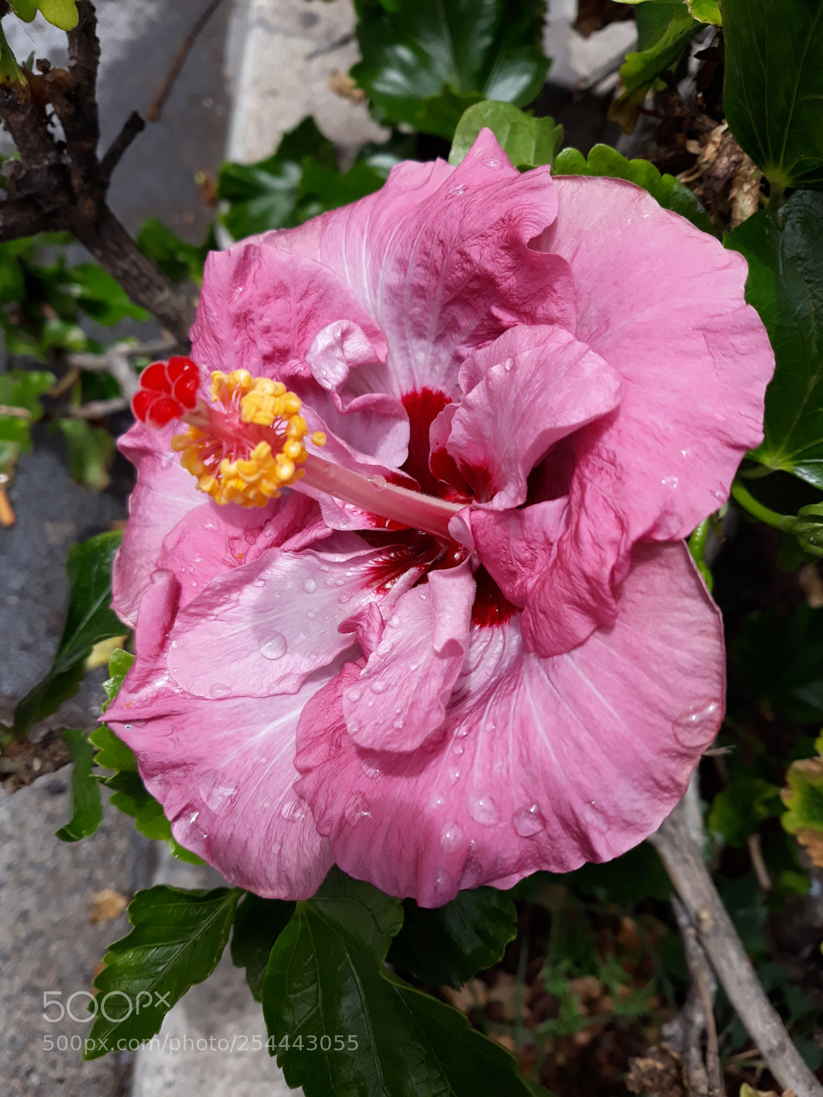 Samsung Galaxy J5 sample photo. Untitled photography