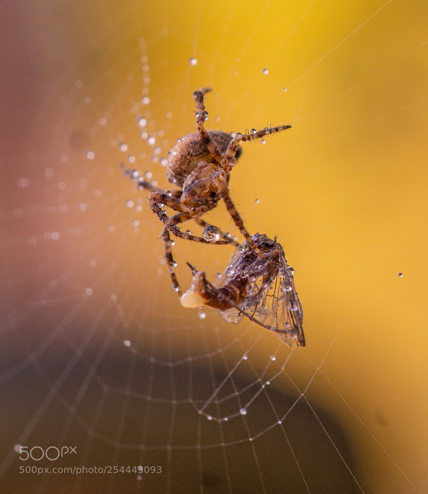 Nikon D7200 sample photo. L'arraignée photography
