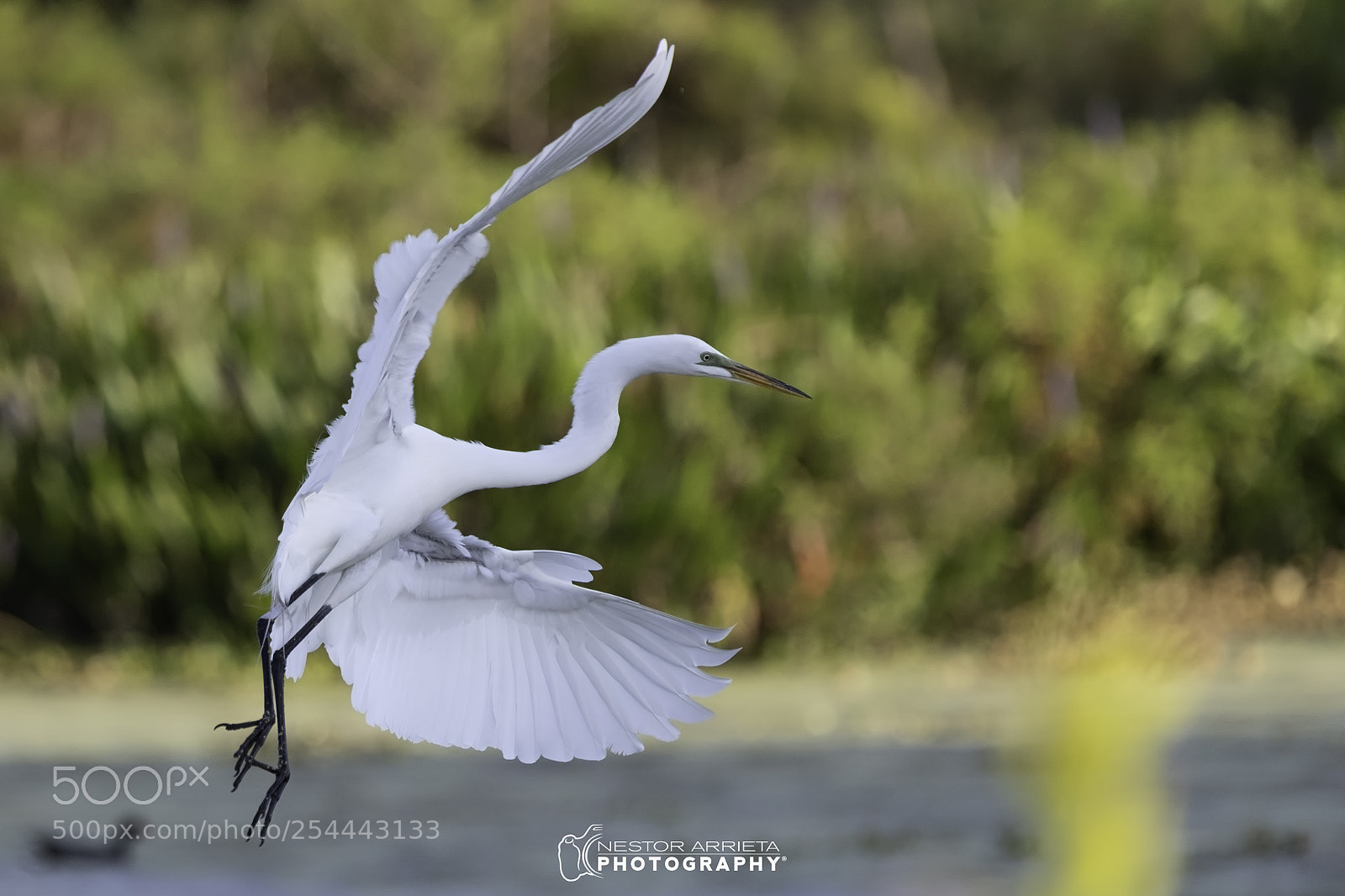 Canon EOS-1D X Mark II sample photo. Landing photography