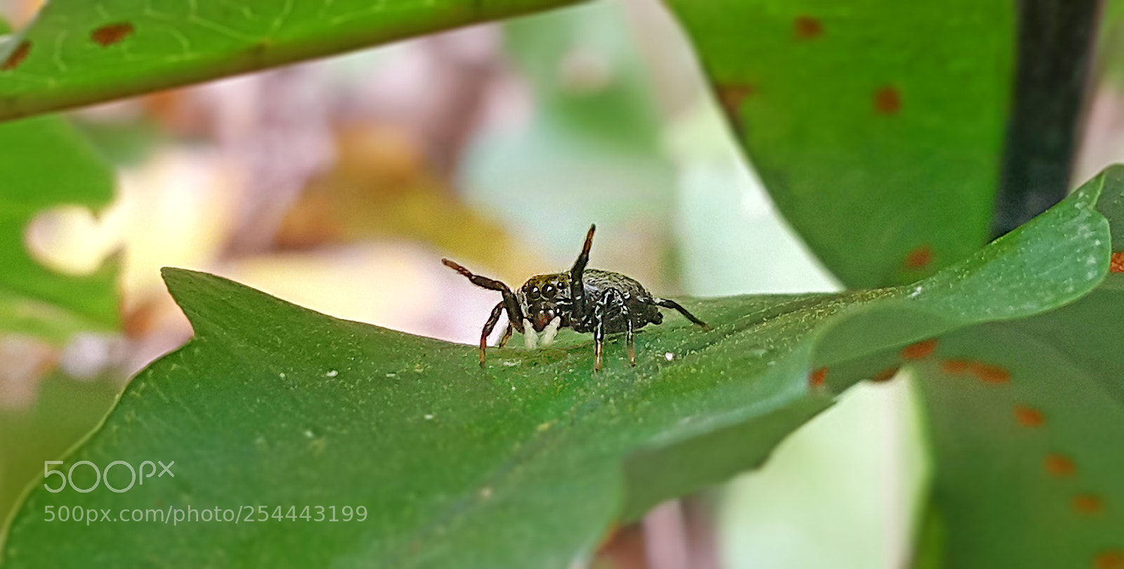 Samsung Galaxy Note4 sample photo. Aranha photography