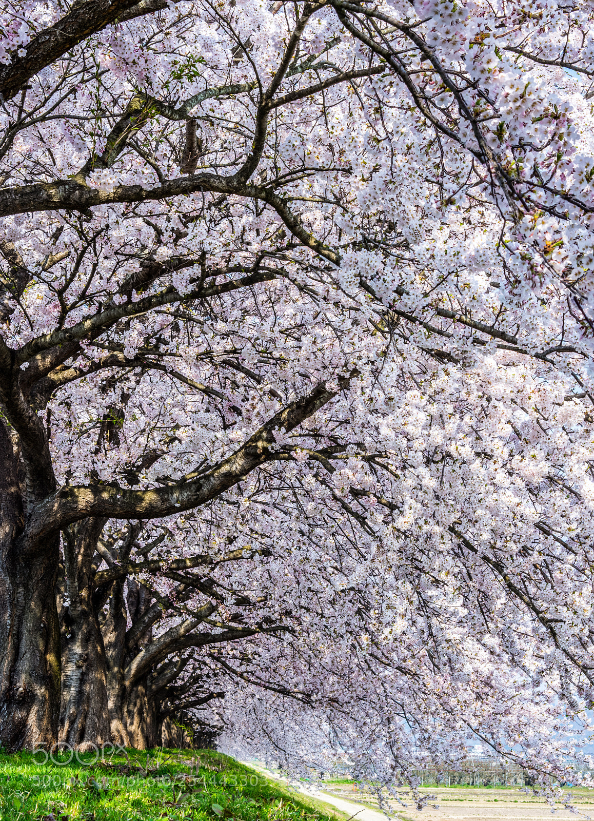 Nikon D7200 sample photo. Cherry blossom photography