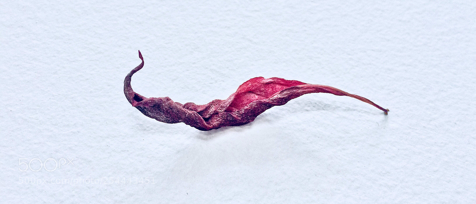 Apple iPhone 5s sample photo. Dying leaf !!! photography