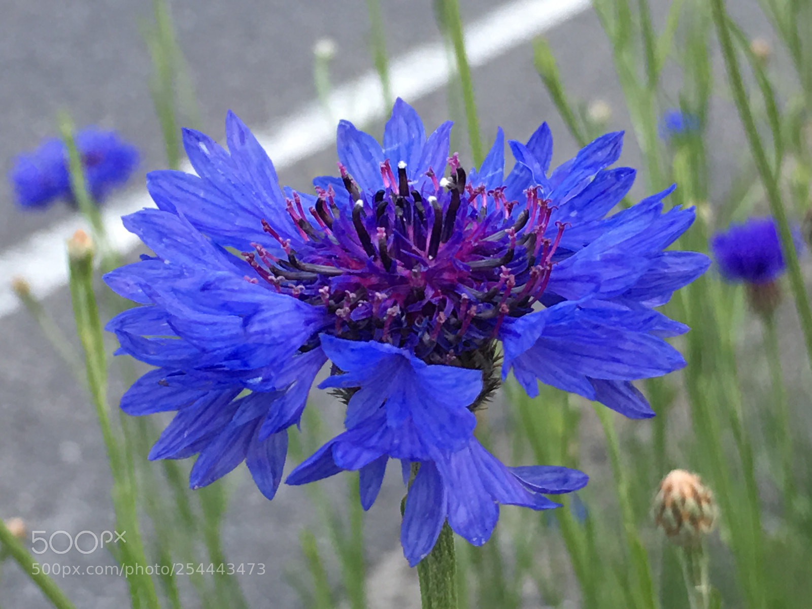 Apple iPhone 6s Plus sample photo. Spring2018 flowers photography