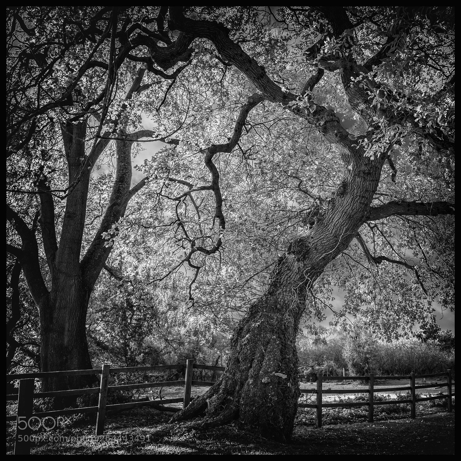 Nikon D800 sample photo. Tree photography