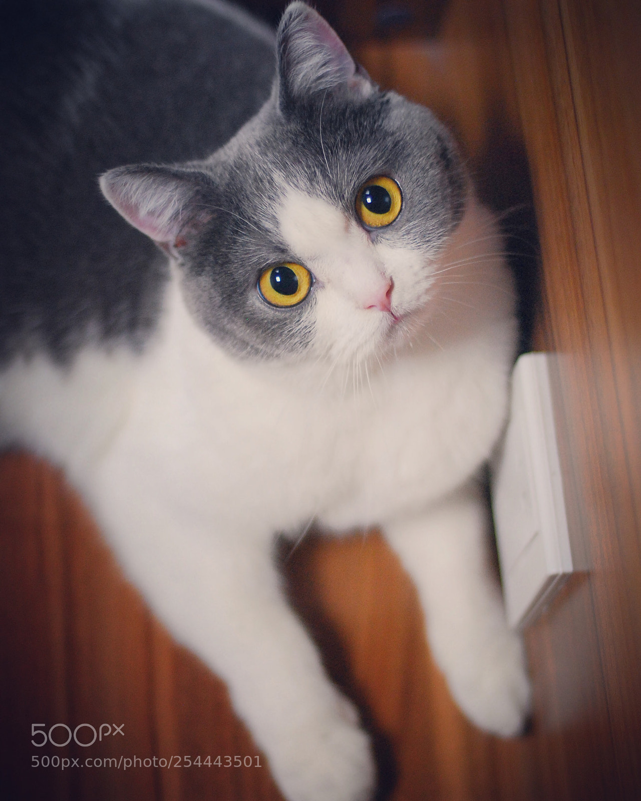 Nikon D80 sample photo. Hello kitty photography
