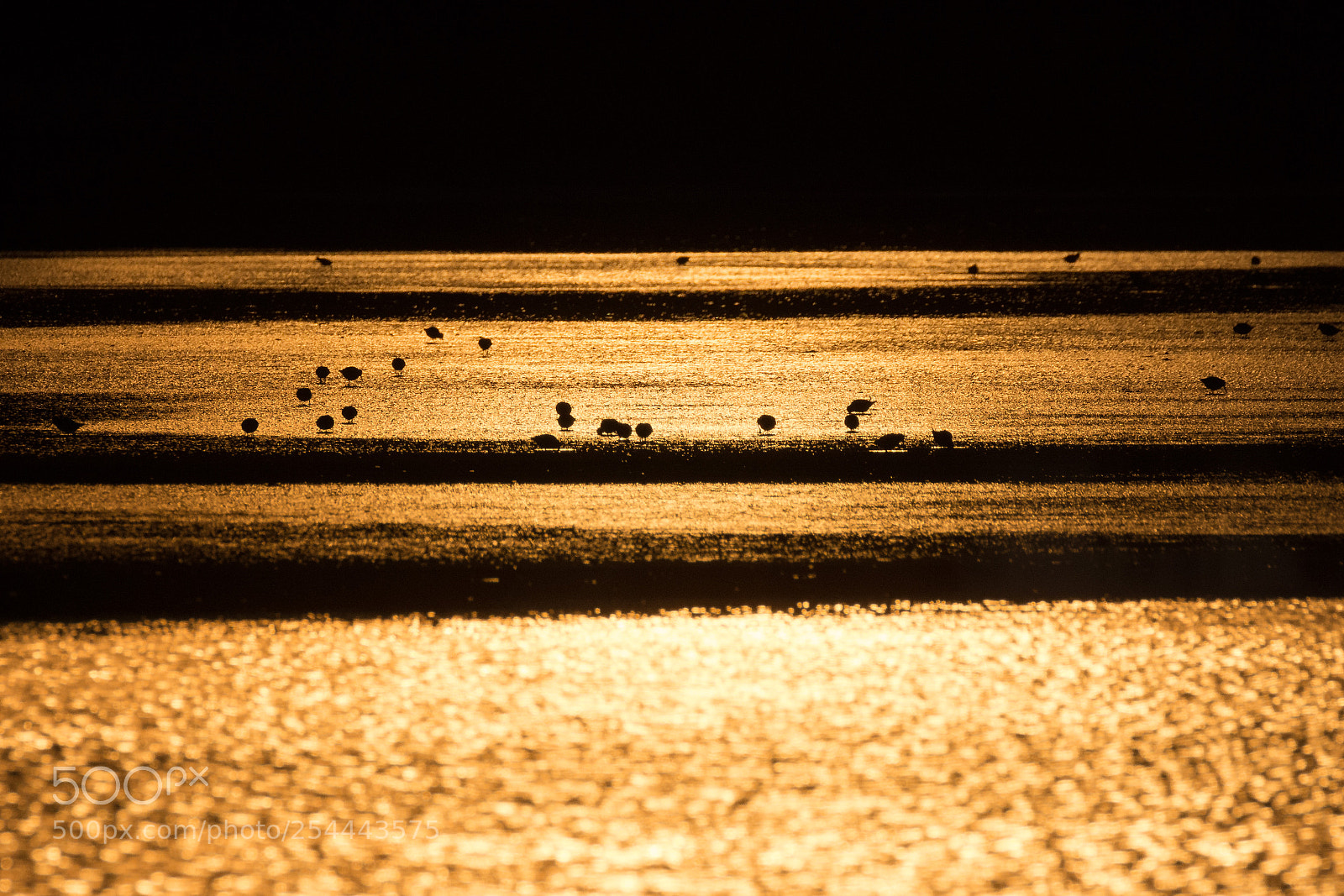 Nikon D7200 sample photo. Silhouette dorata photography