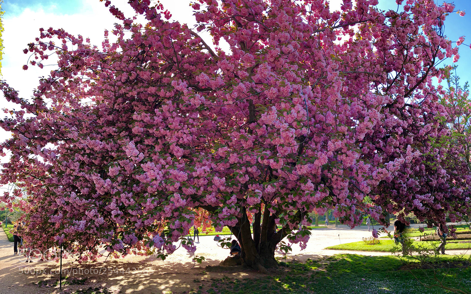 Apple iPhone 8 sample photo. Under the cherry tree 2 photography