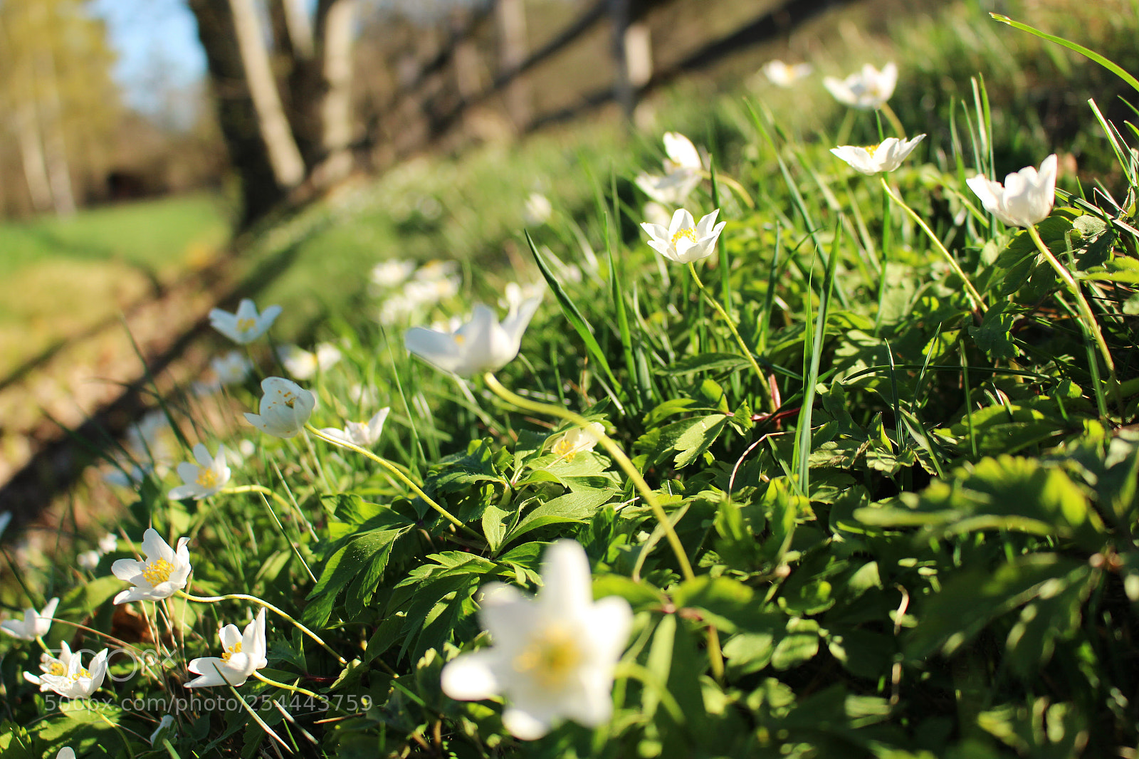 Canon EOS 100D (EOS Rebel SL1 / EOS Kiss X7) sample photo. Morning on meadows photography