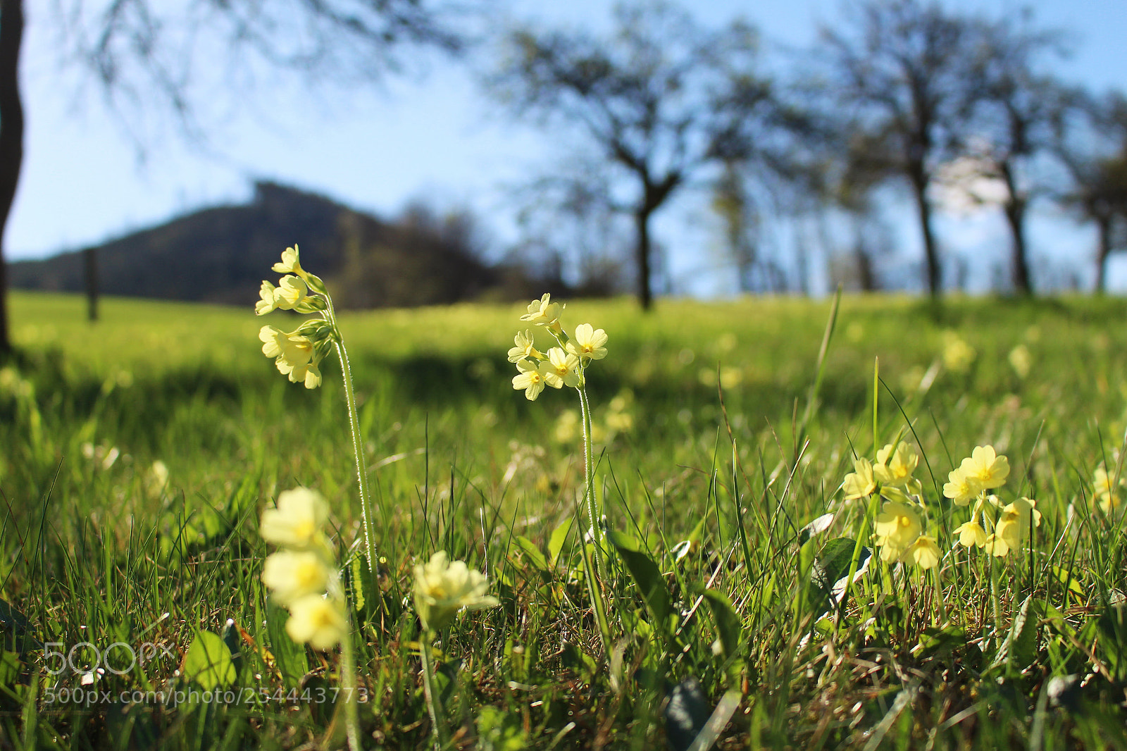 Canon EOS 100D (EOS Rebel SL1 / EOS Kiss X7) sample photo. Morning in meadows photography