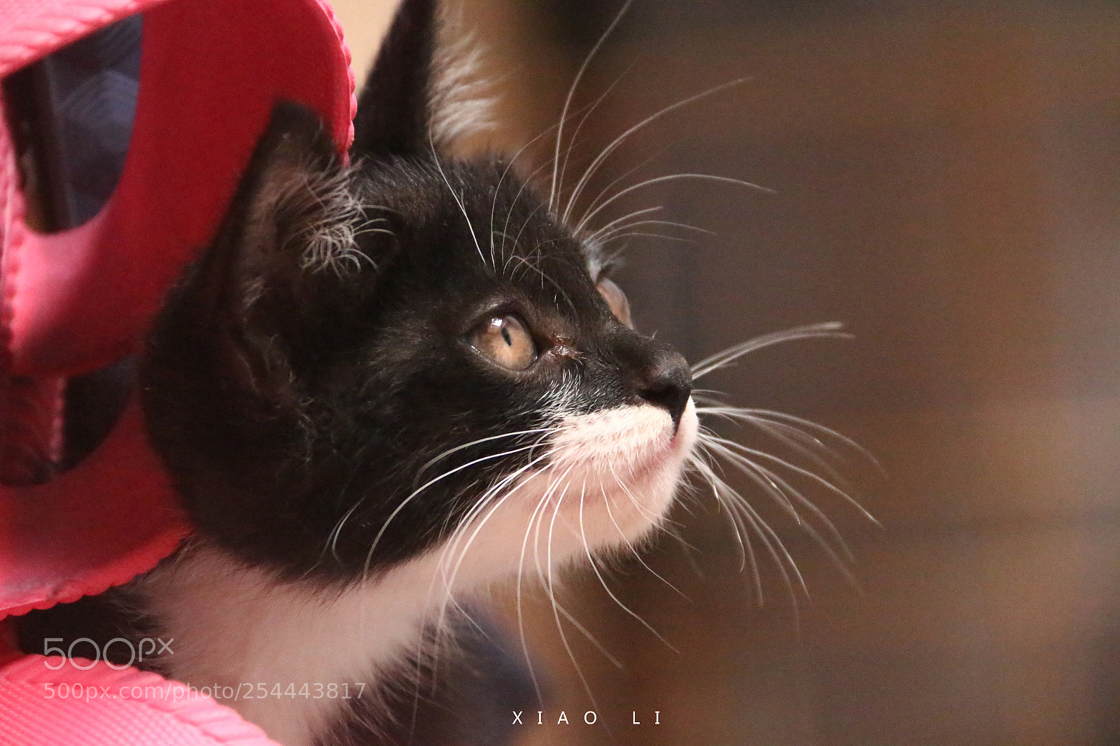 Canon EOS 70D sample photo. Lazy cat photography