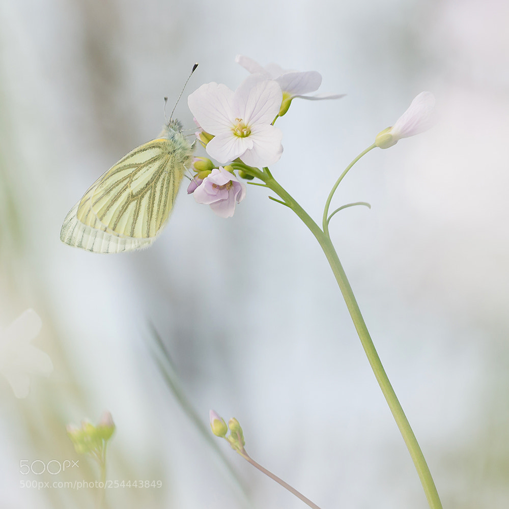 Sony Alpha DSLR-A700 sample photo. Green-veined white photography