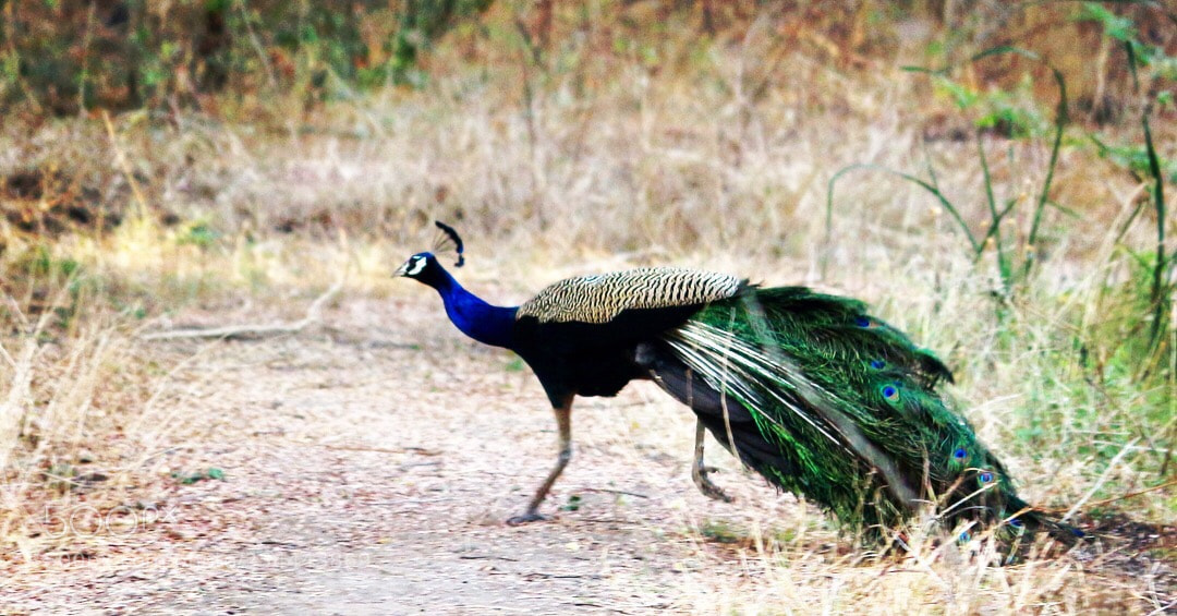 Canon EOS 700D (EOS Rebel T5i / EOS Kiss X7i) sample photo. Peacock photography