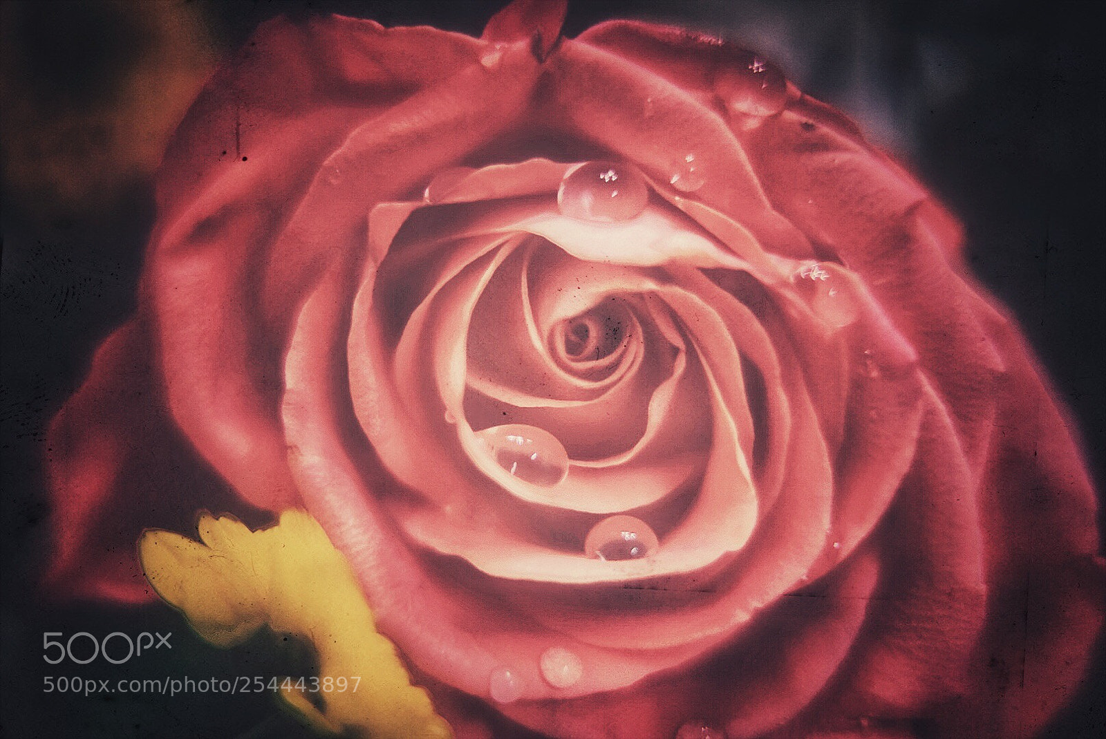 Sony a7 II sample photo. Rosal photography