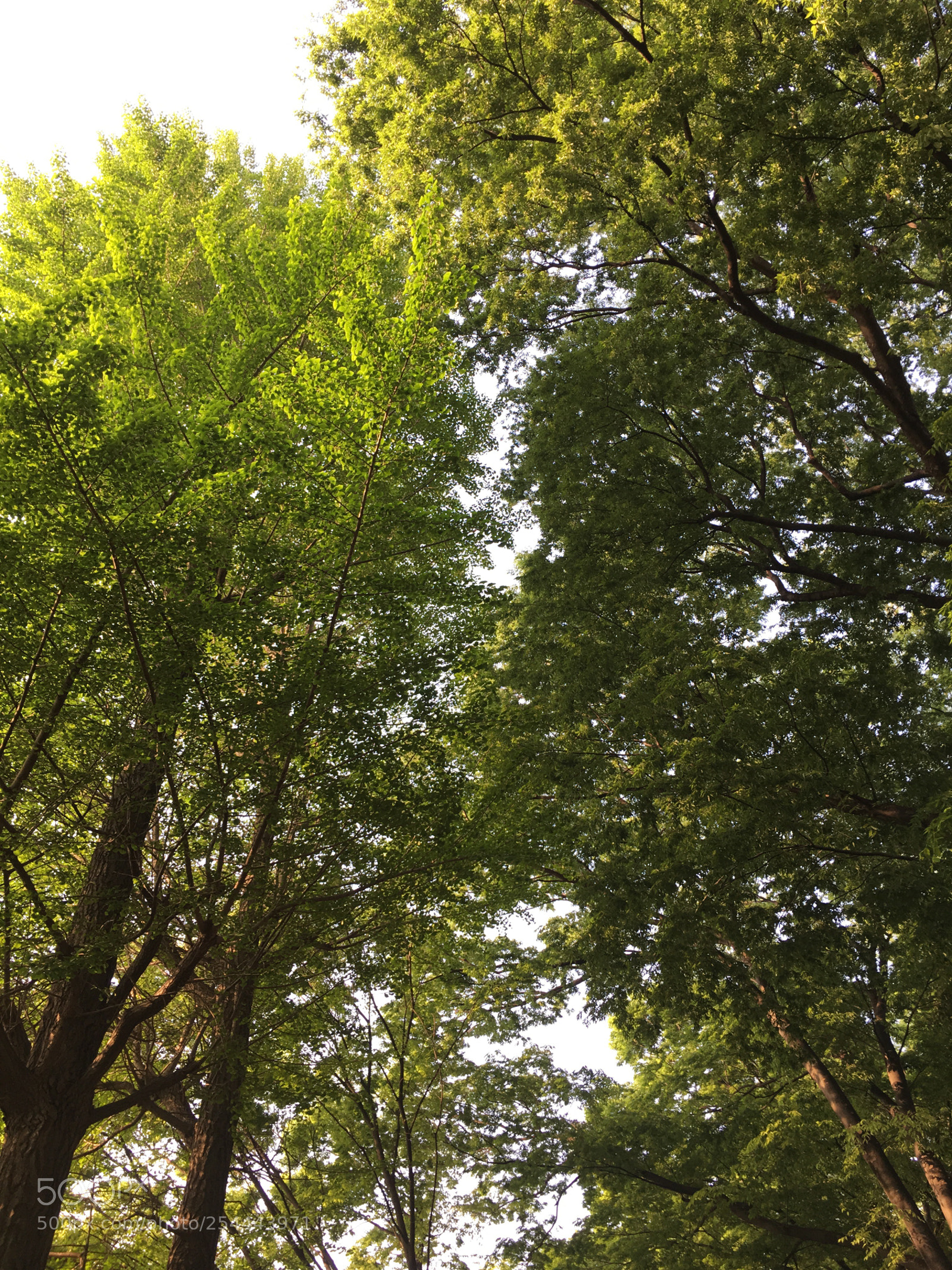 Apple iPhone 6s Plus sample photo. Spring2018 tree leaves photography