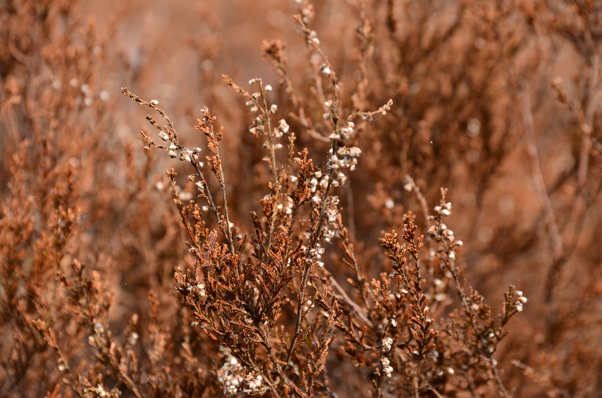Sigma 17-70mm F2.8-4 DC Macro OS HSM | C sample photo. We survived photography