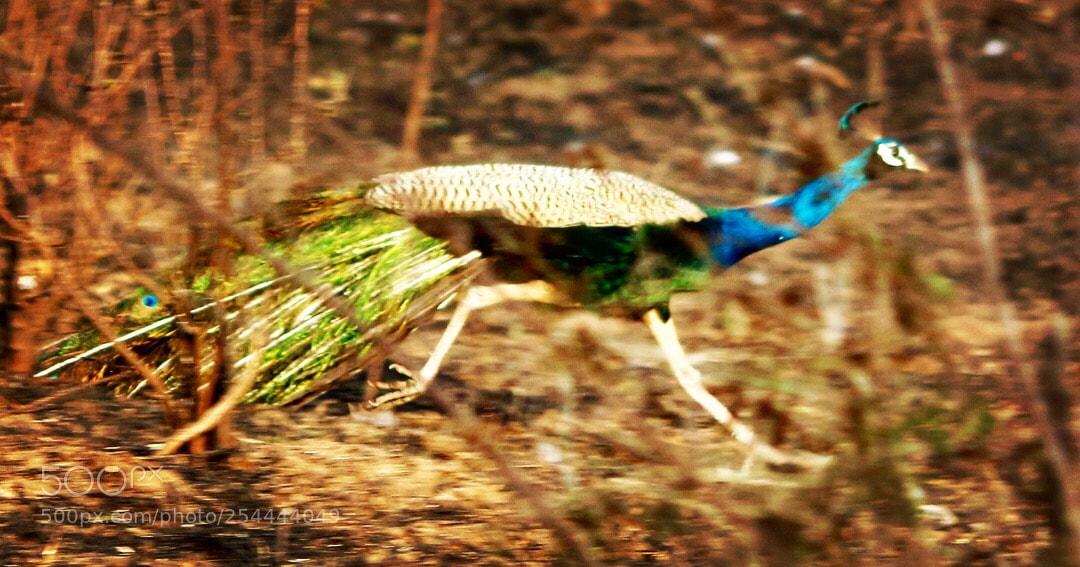 Canon EOS 700D (EOS Rebel T5i / EOS Kiss X7i) sample photo. Peacock photography