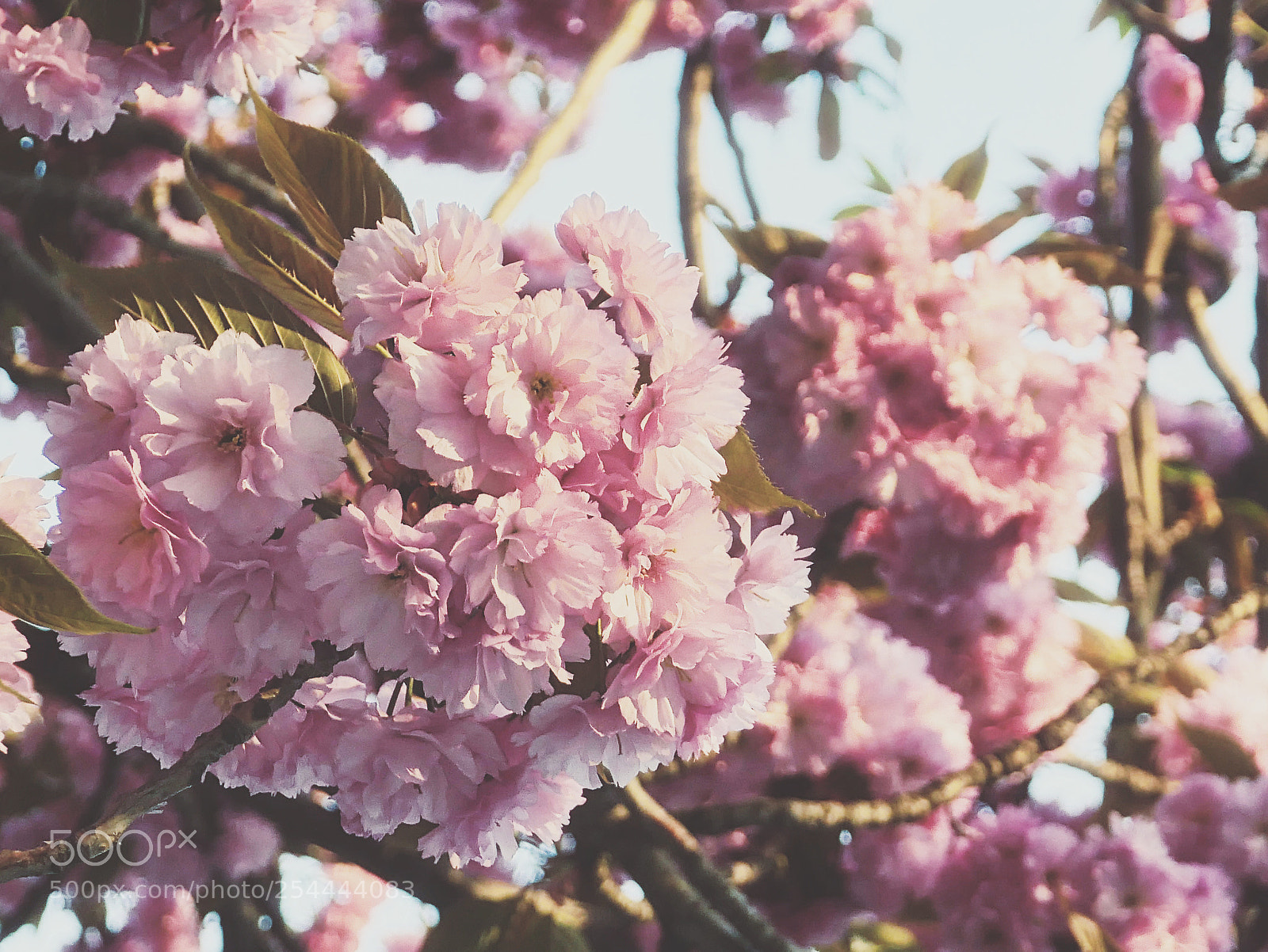 Panasonic Lumix DMC-G85 (Lumix DMC-G80) sample photo. Color of spring photography