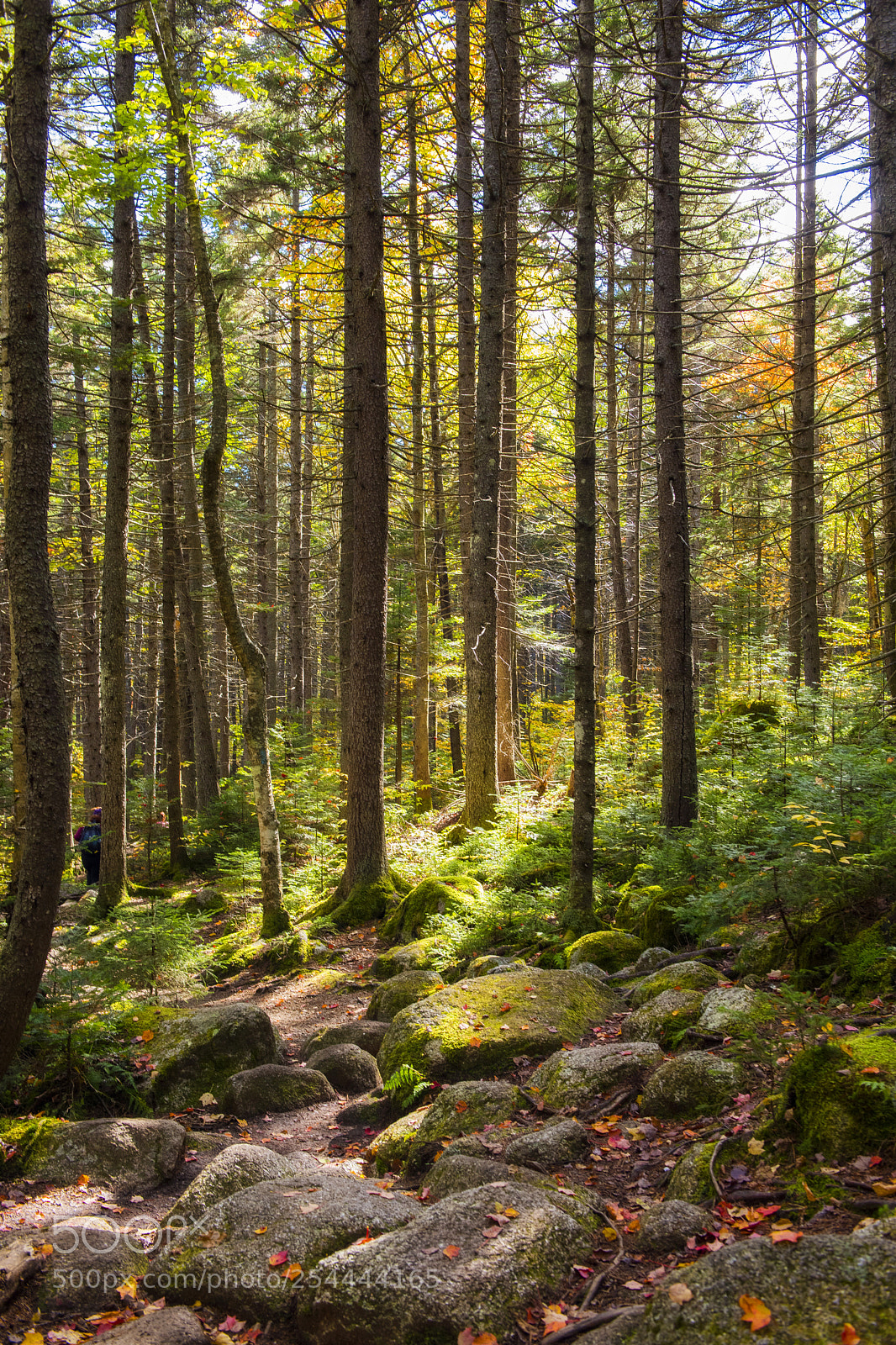 Nikon D810 sample photo. Woods in autumn photography