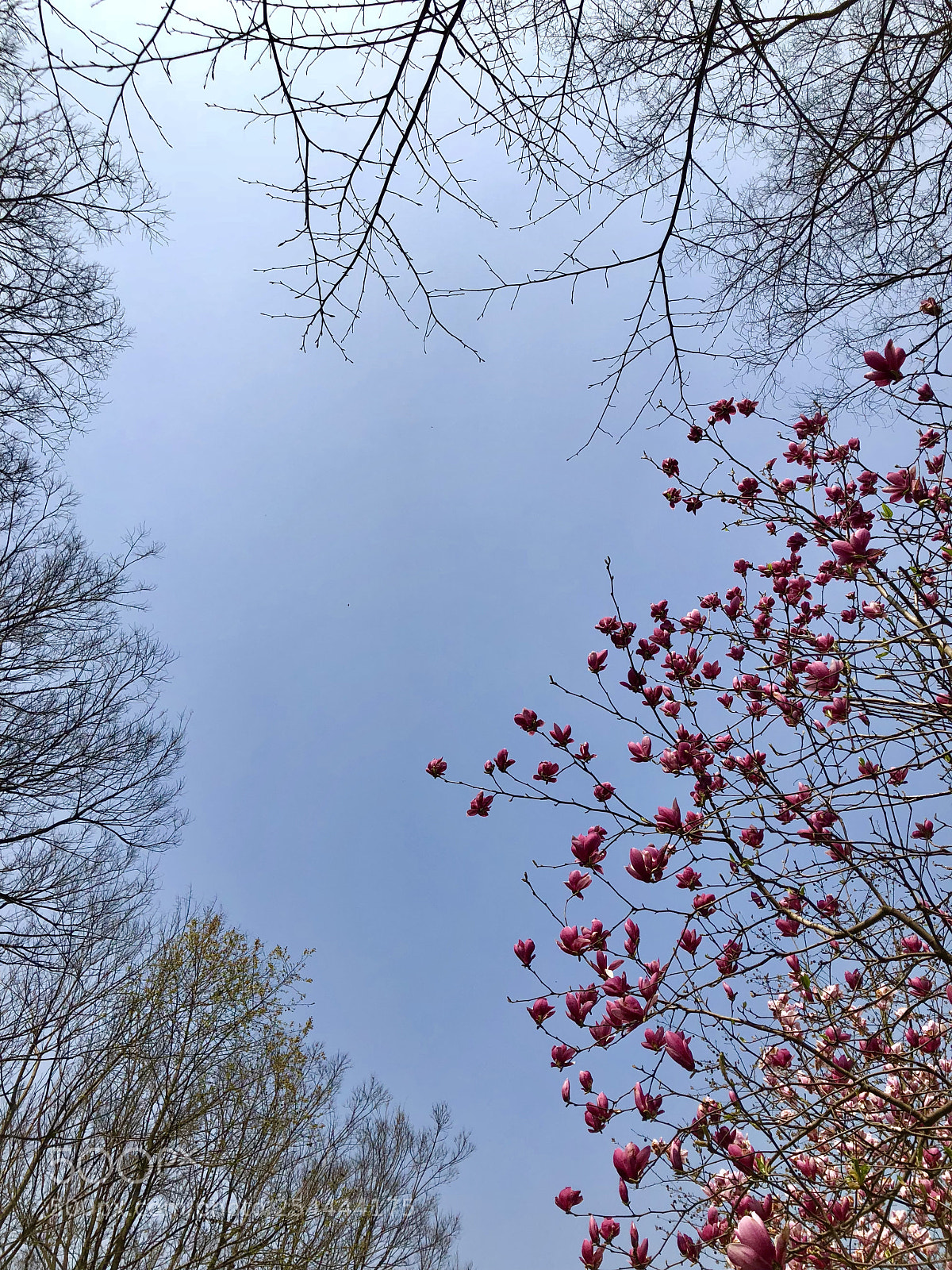 Apple iPhone X sample photo. Untitled photography