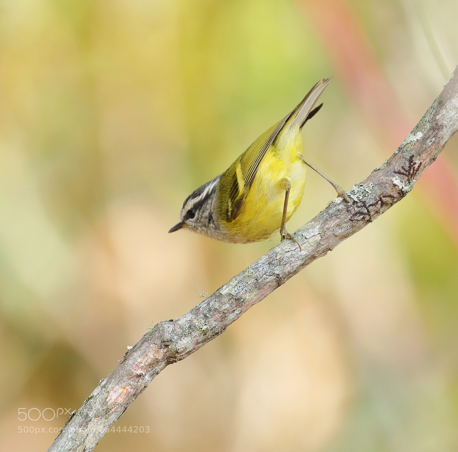 Canon EOS 5D Mark IV sample photo. Yellow throated fulvetta photography