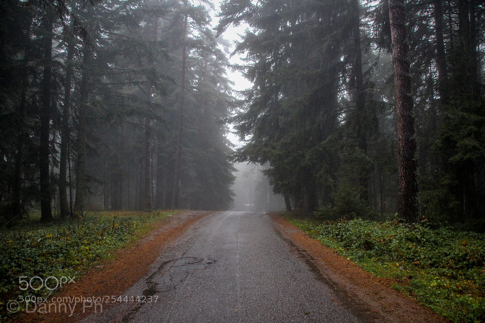 Canon EOS 100D (EOS Rebel SL1 / EOS Kiss X7) sample photo. Mystical forest!  photography