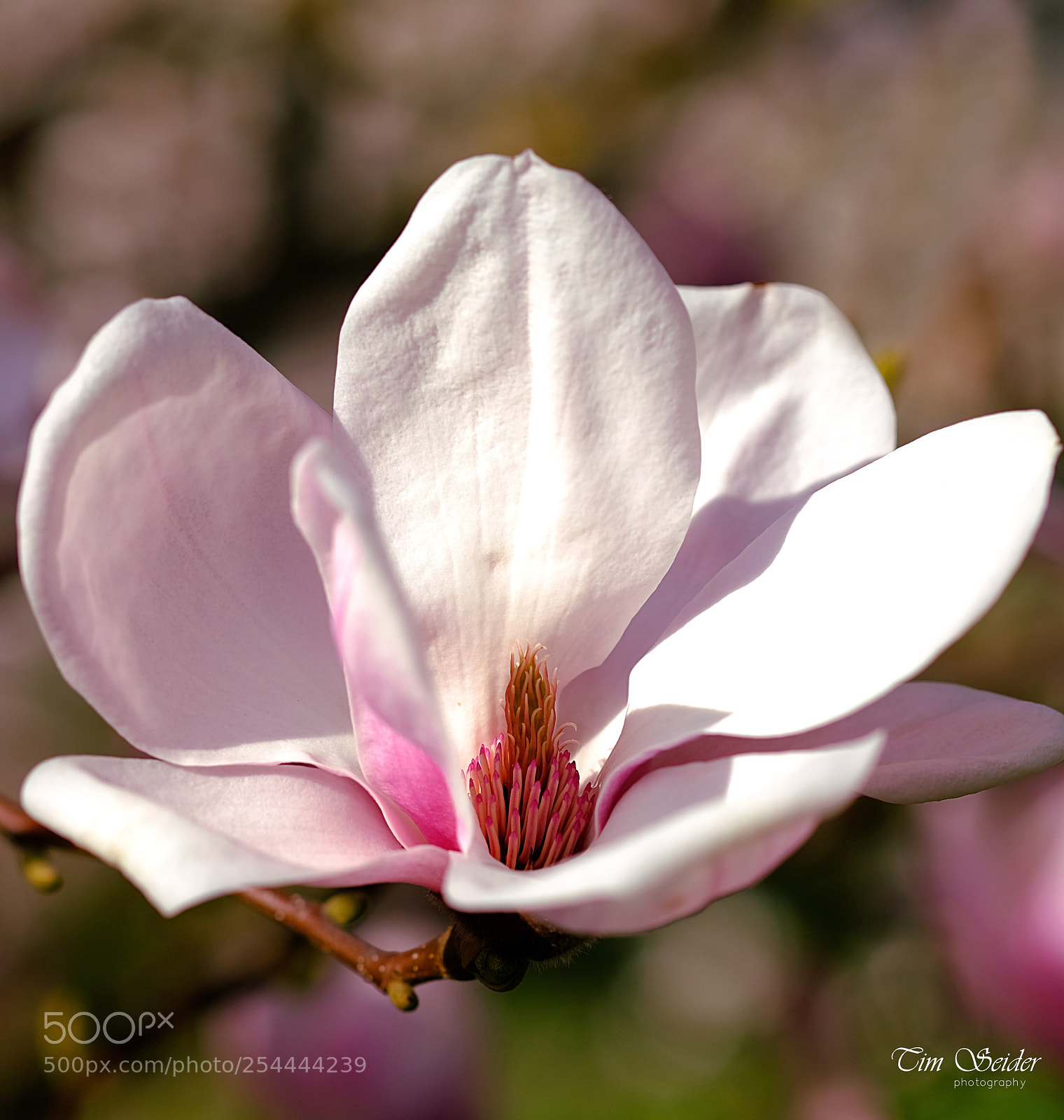 Fujifilm X-T20 sample photo. Magnolia blossom photography