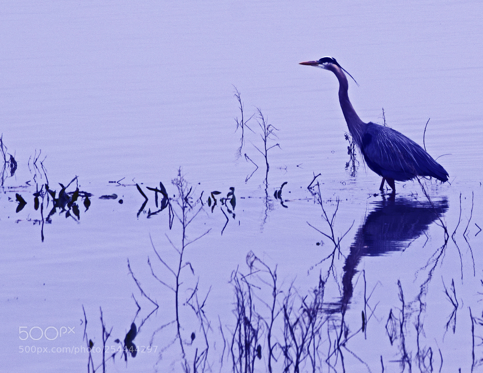 Nikon D5300 sample photo. Ohio river crane photography