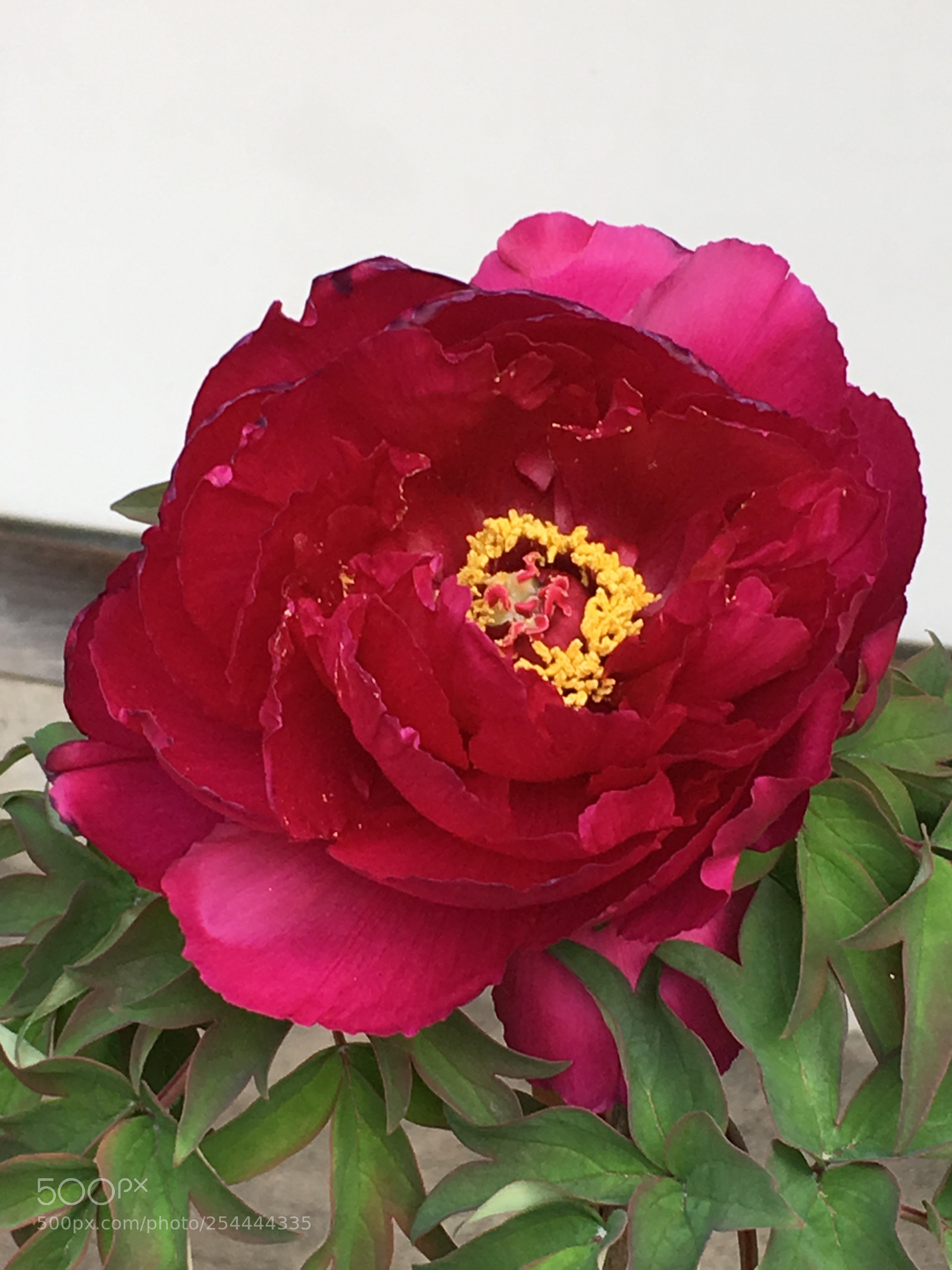 Apple iPhone 6s Plus sample photo. Spring2018 flowers photography