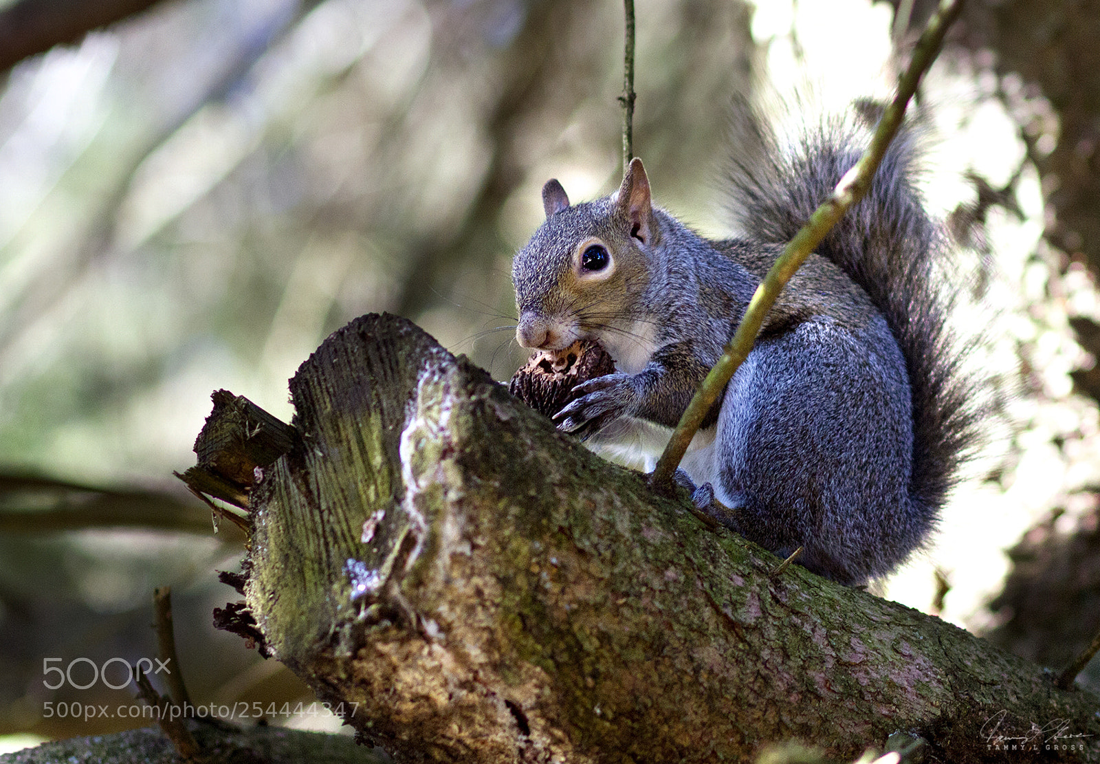 Canon EOS 7D sample photo. Gray squirrel photography