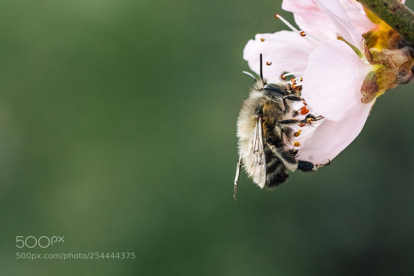 Nikon D500 sample photo. Bumblebee feeding with nectar photography