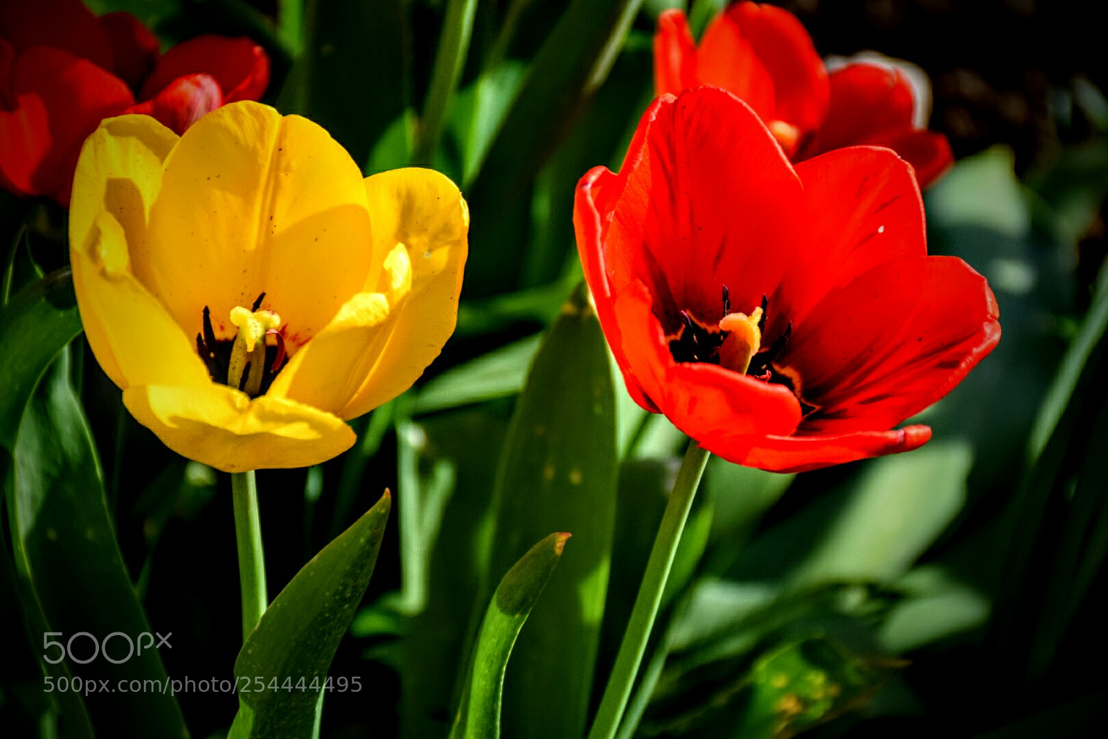 Nikon D5300 sample photo. Yellow and red tulips photography
