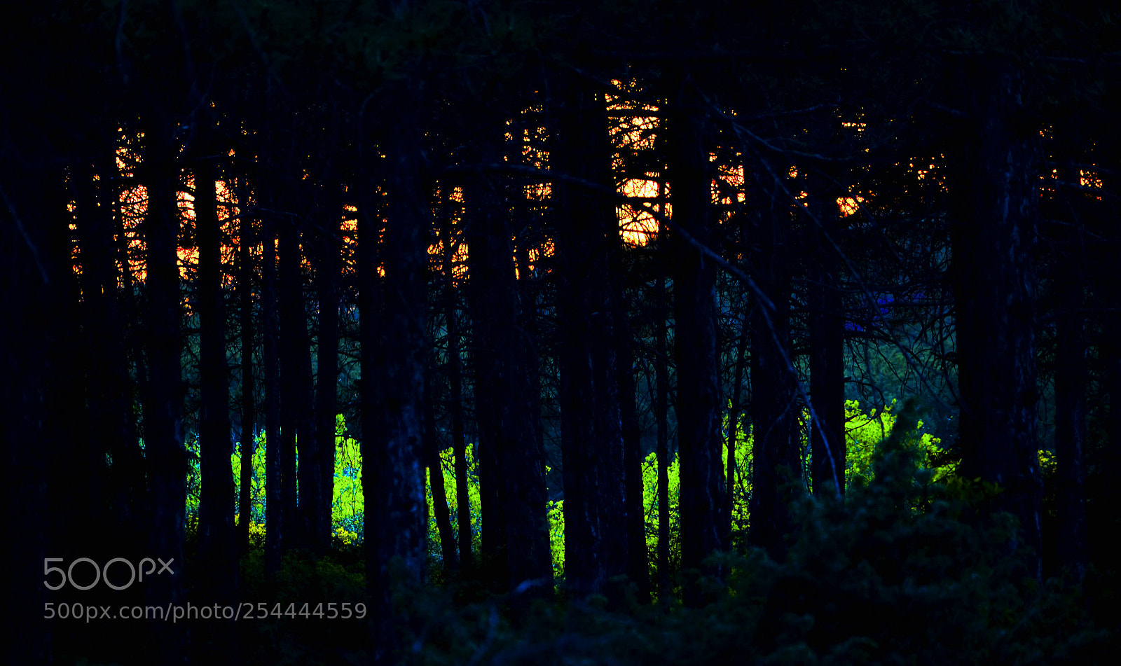 Nikon D7000 sample photo. In the darkness photography