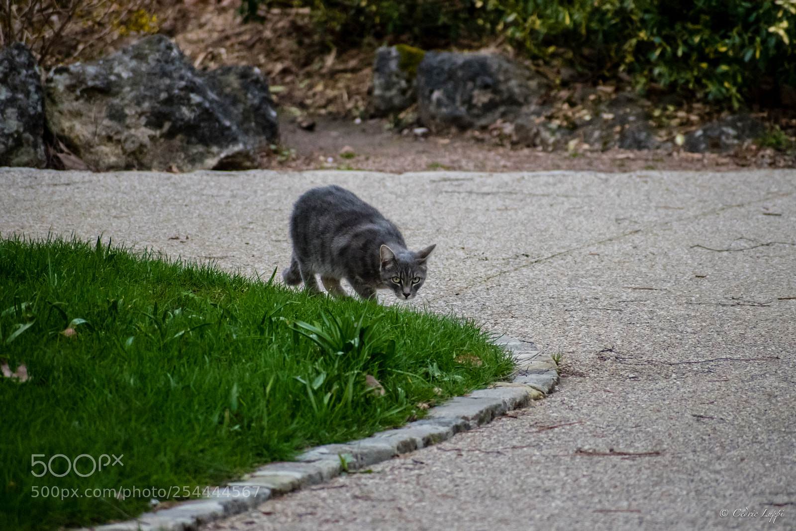 Nikon D5500 sample photo. Eye see you photography