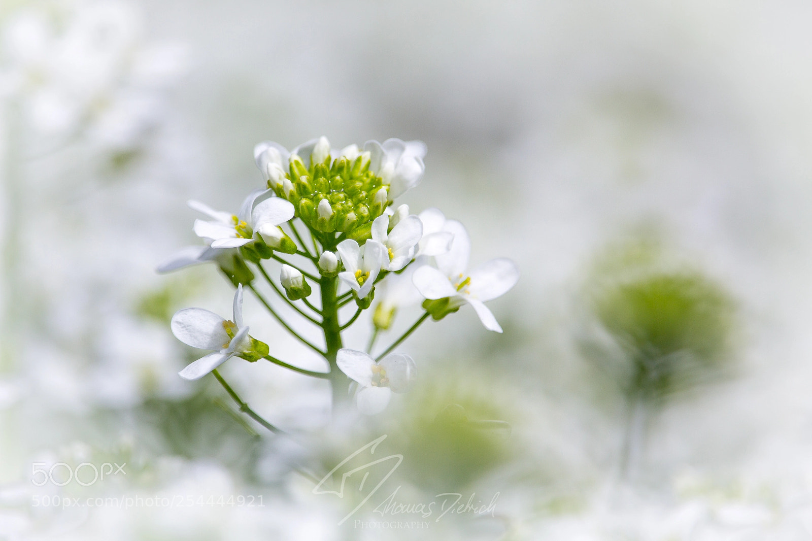 Canon EOS 60D sample photo. Shiny daylight photography