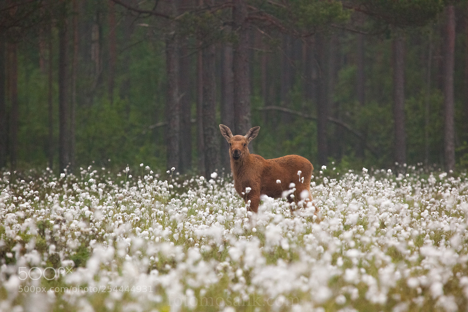 Canon EOS 5D Mark II sample photo. Moose kids photography