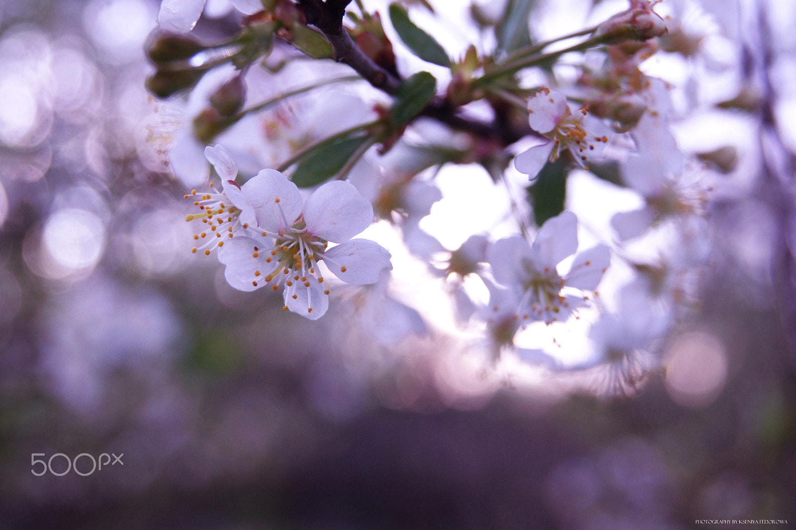 Sony Alpha DSLR-A500 sample photo. Cherry flower photography