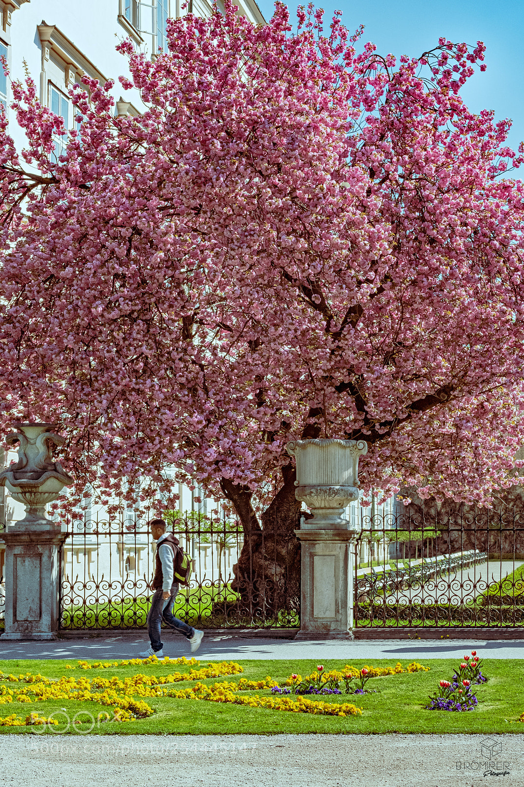 Fujifilm X-T2 sample photo. Tree photography
